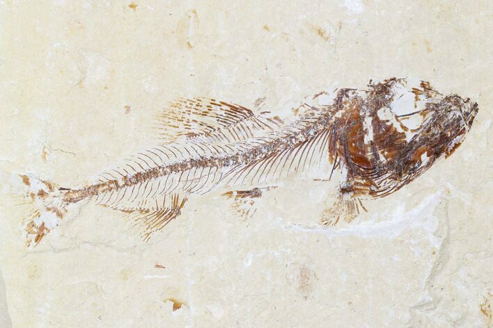 Cretaceous Fossil Fish (Spaniodon) - Lebanon #173356